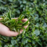 3 Astonishing Tea Tree Oil Benefits For Skin