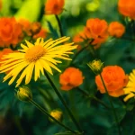 5 Extraordinary Benefits of Arnica for Skin Care